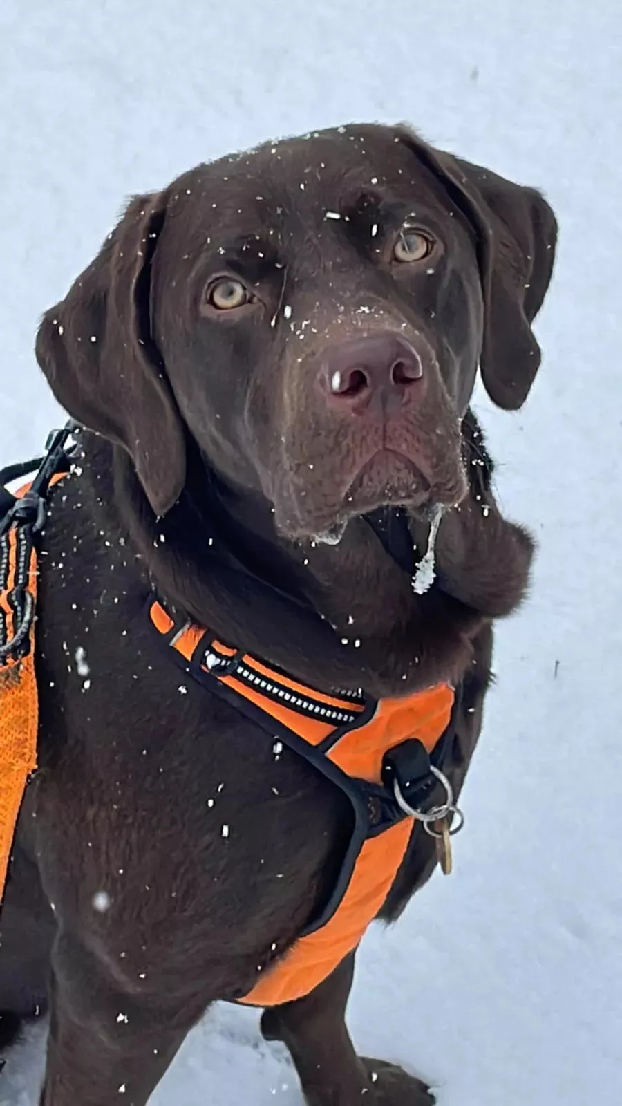 Truelove Dog Harness | True Love | TLH5651
