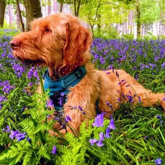 Truelove Dog Harness | True Love | TLH5651