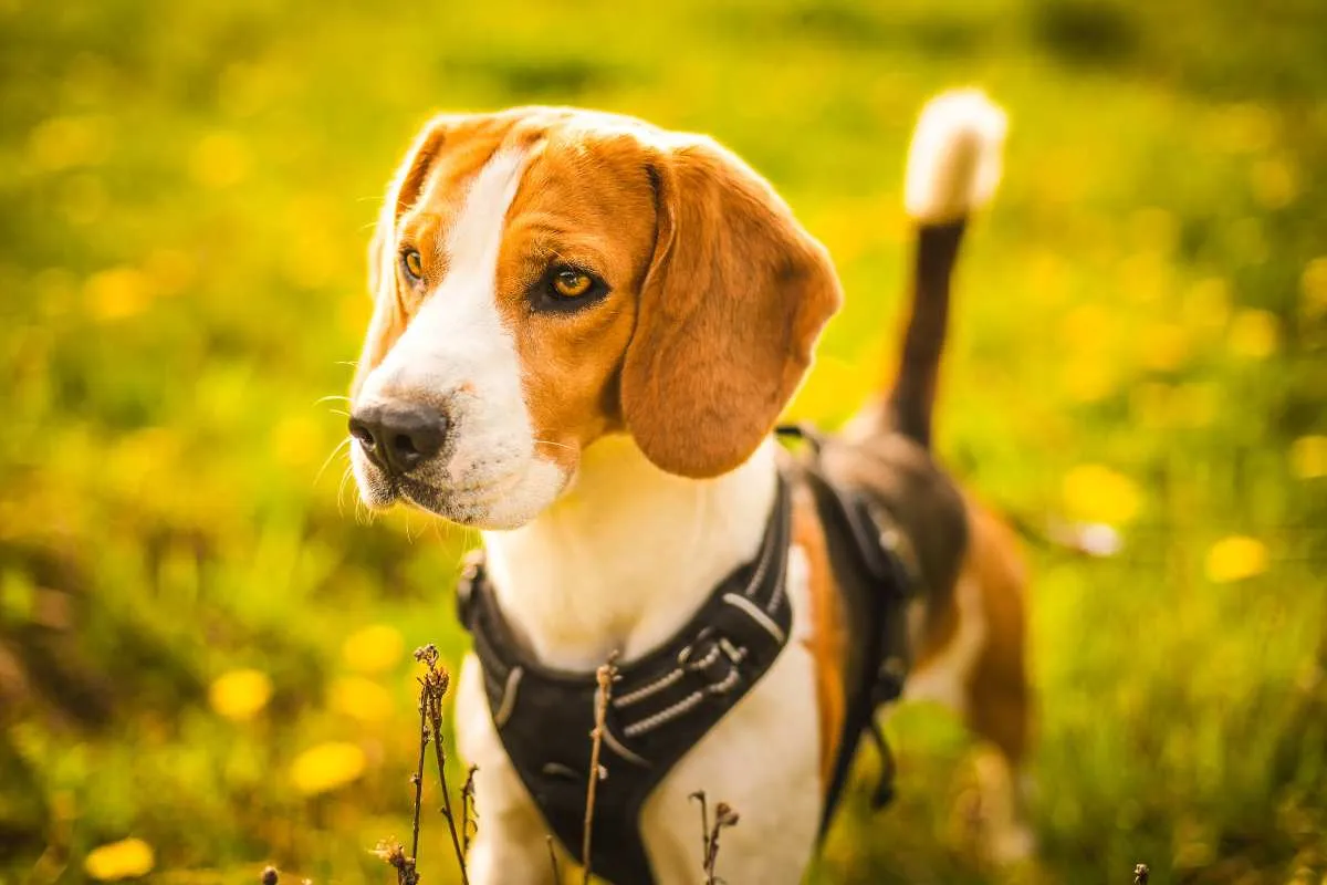 Truelove Dog Harness | True Love | TLH5651
