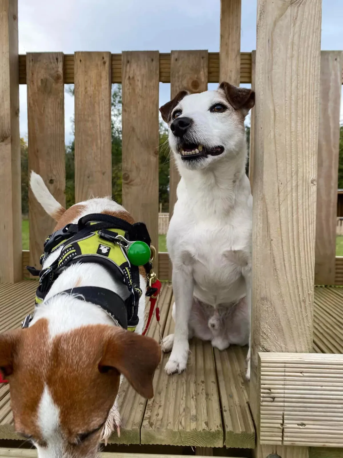 Truelove Dog Harness | True Love | TLH5651