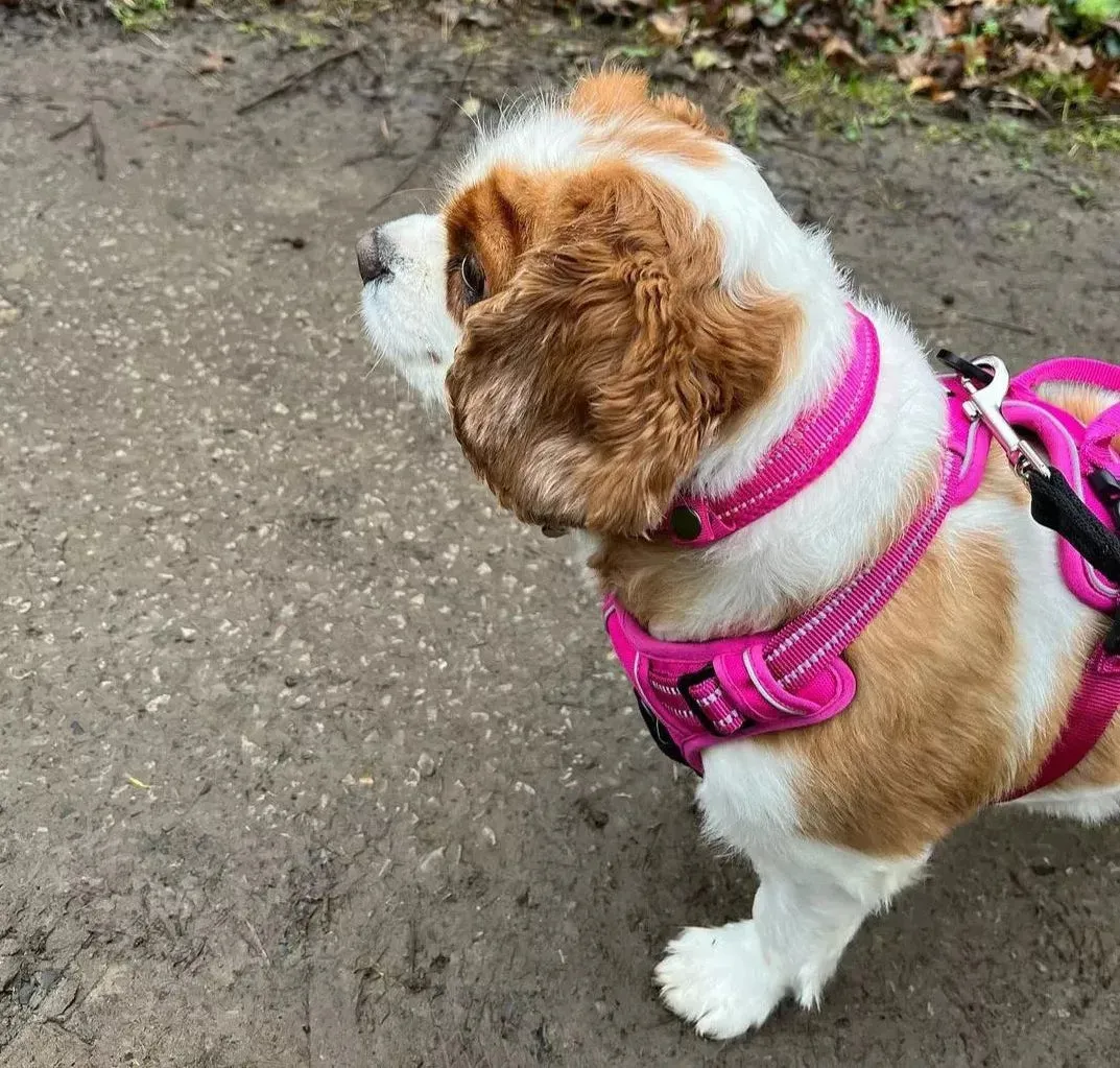 Truelove Dog Harness | True Love | TLH5651