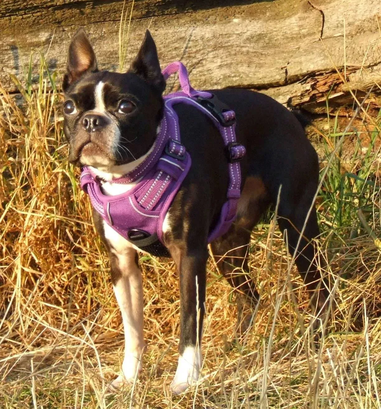 Truelove Dog Harness | True Love | TLH5651