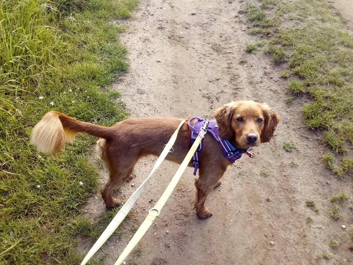 Truelove Dog Harness | True Love | TLH5651