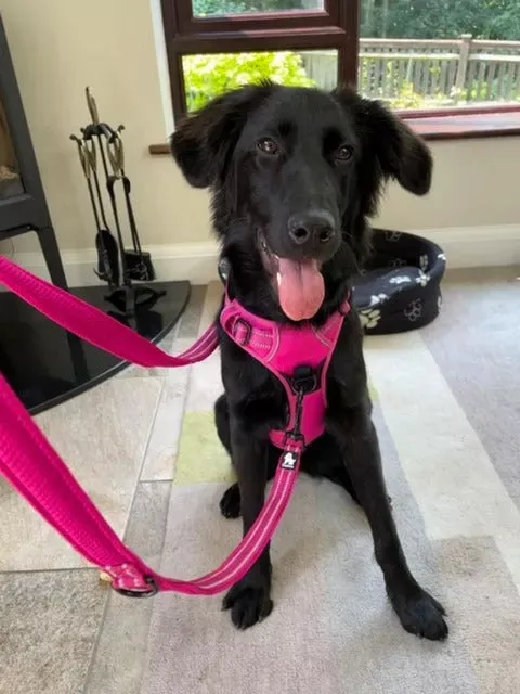 Truelove Dog Harness | True Love | TLH5651