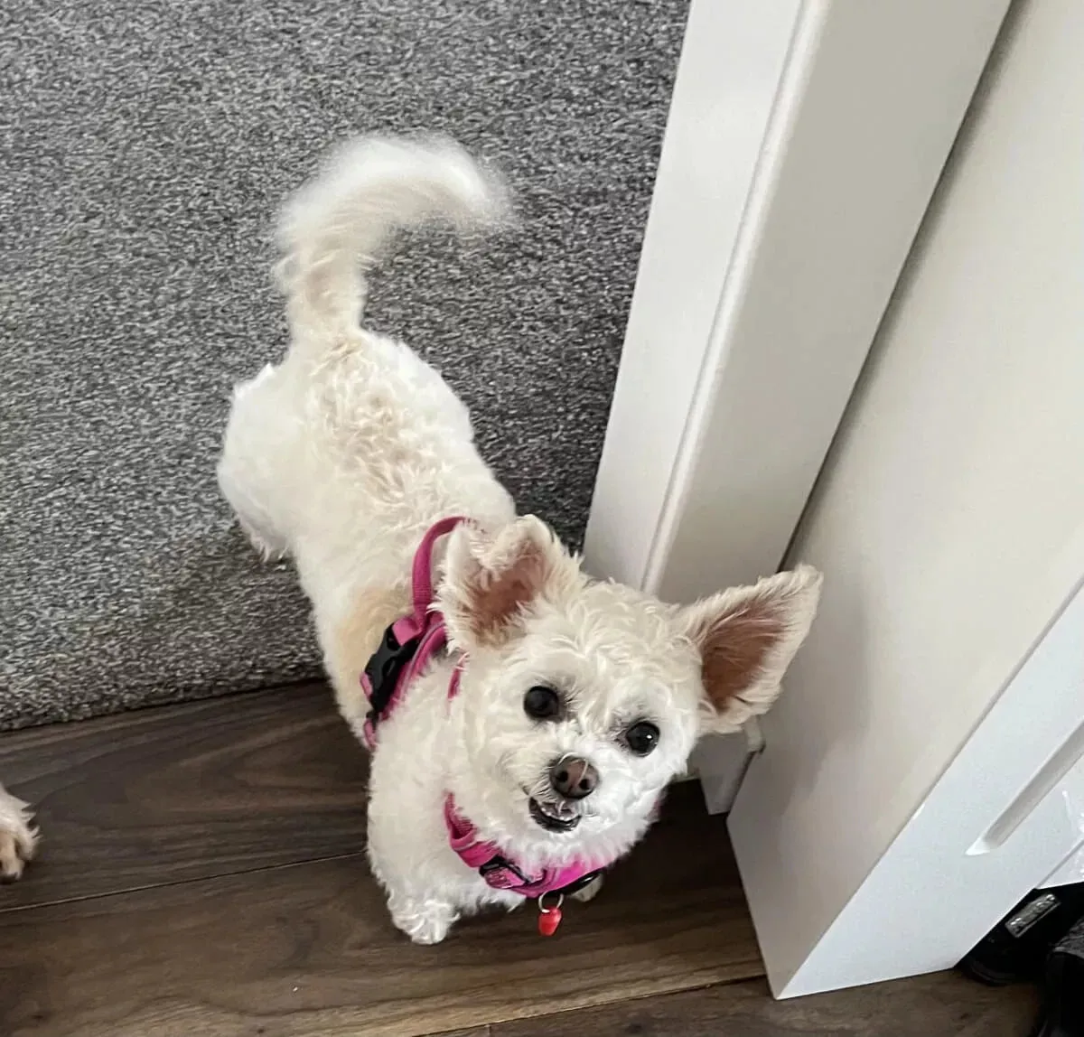 Truelove Dog Harness | True Love | TLH5651