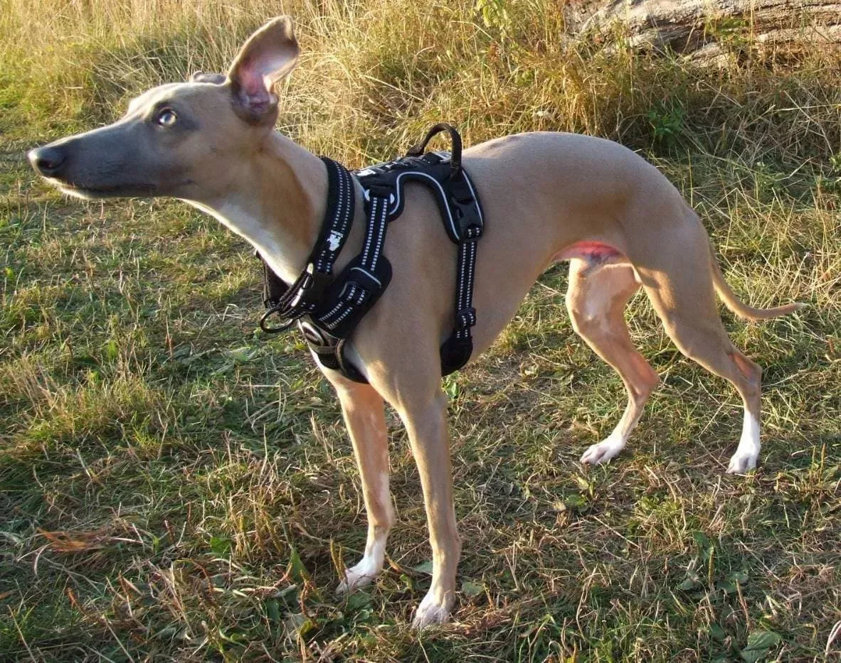 Truelove Dog Harness | True Love | TLH5651