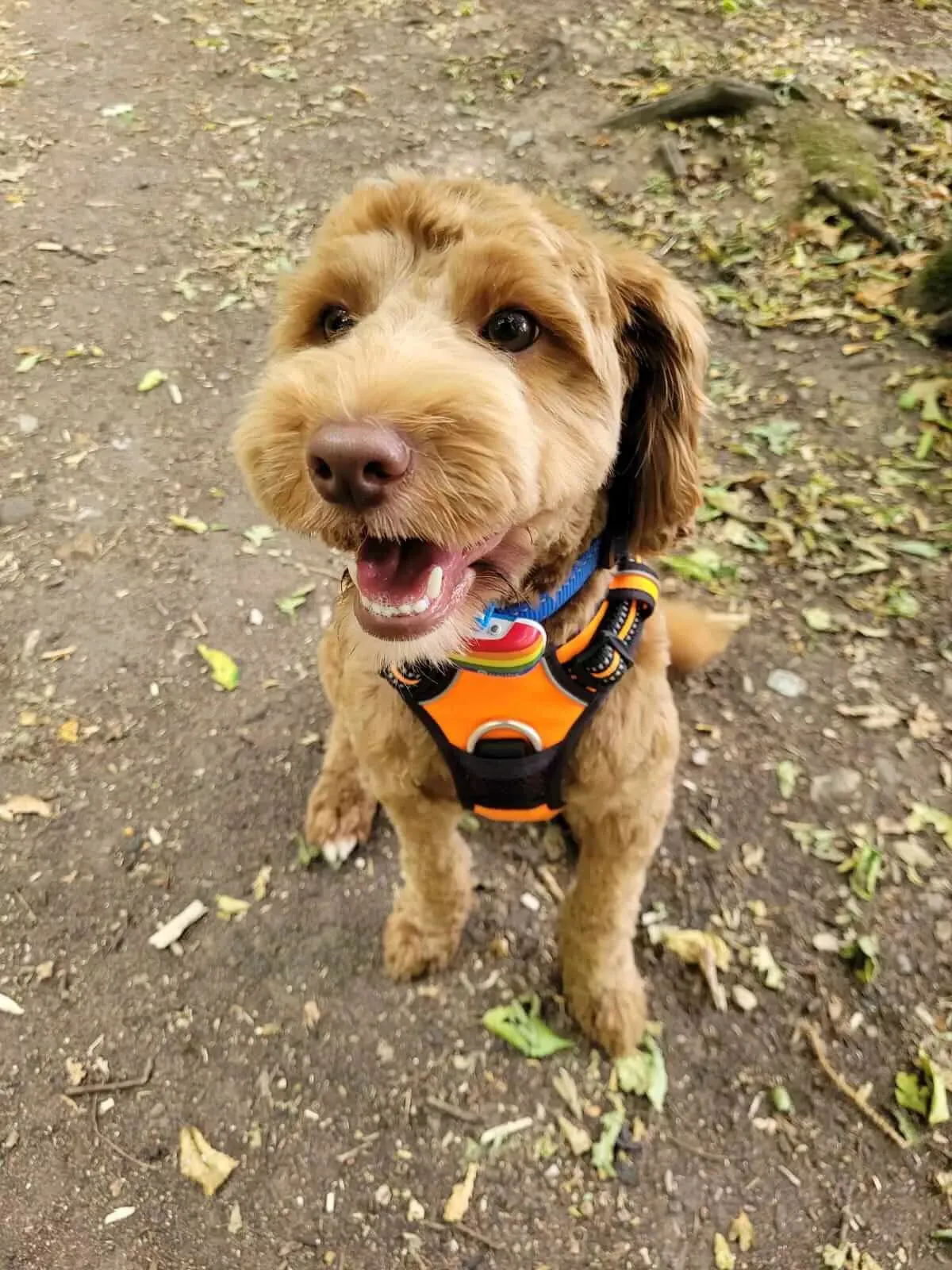 Truelove Dog Harness | True Love | TLH5651