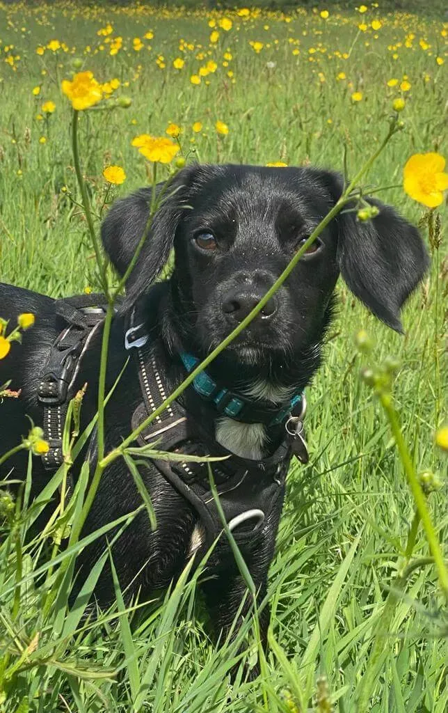 Truelove Dog Harness | True Love | TLH5651
