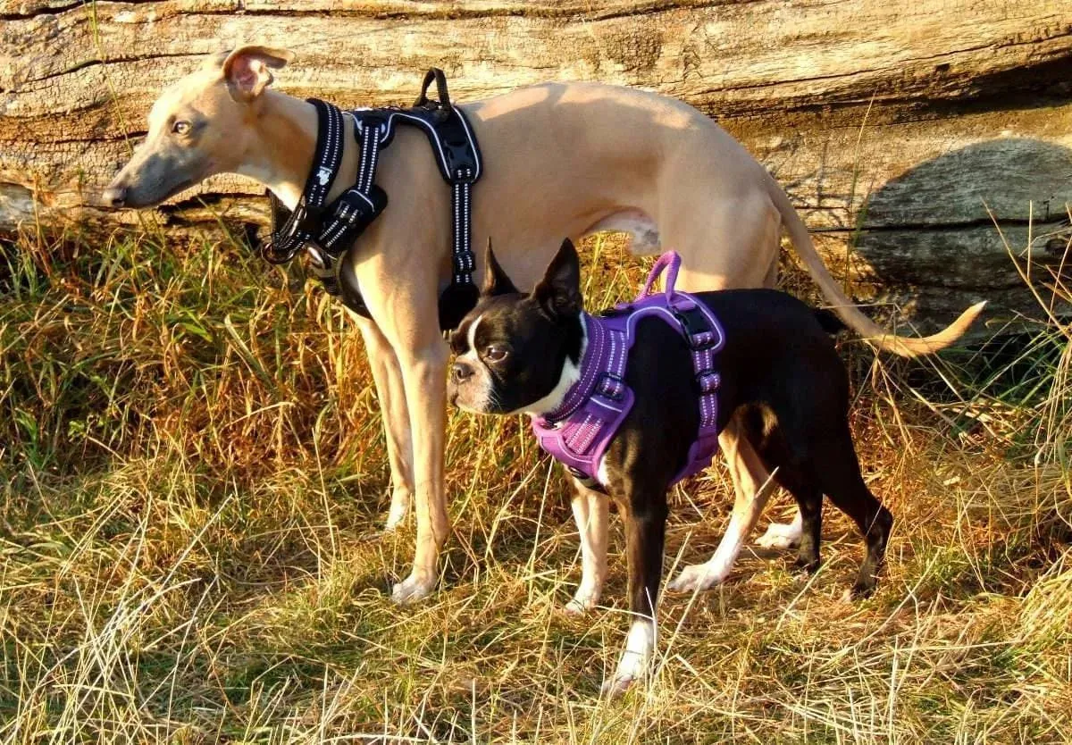 Truelove Dog Harness | True Love | TLH5651